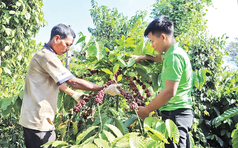 Lâm Đồng có 1.113 doanh nghiệp thành lập mới ảnh 1