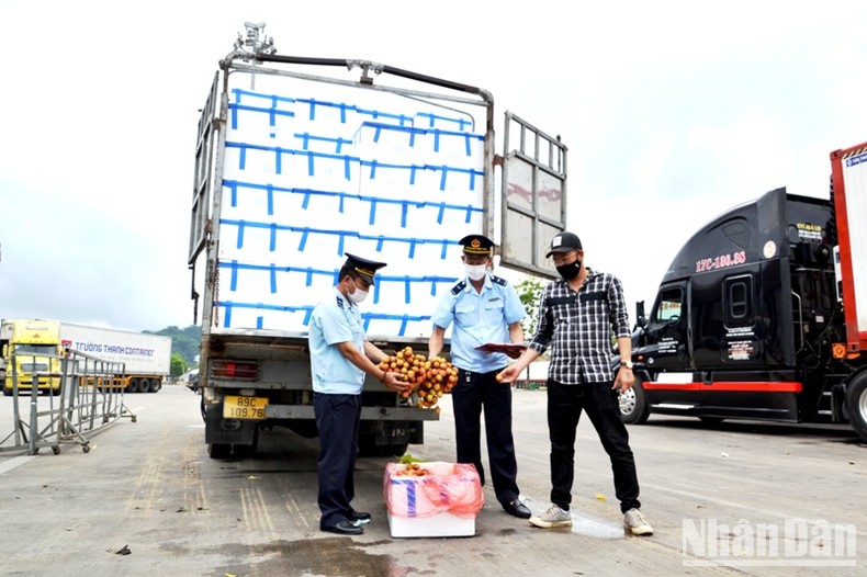 Xuất khẩu hơn 2.000 tấn quả vải tươi chín sớm qua Cửa khẩu Lào Cai ảnh 1