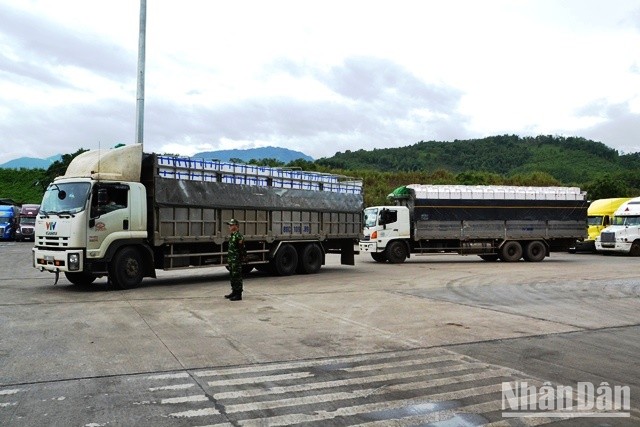 Xuất khẩu hơn 2.000 tấn quả vải tươi chín sớm qua Cửa khẩu Lào Cai ảnh 2
