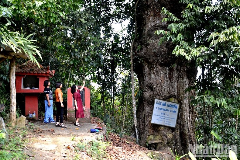 Tối 3/6, khai mạc Festival “Cao nguyên trắng Bắc Hà”-2023 ảnh 5