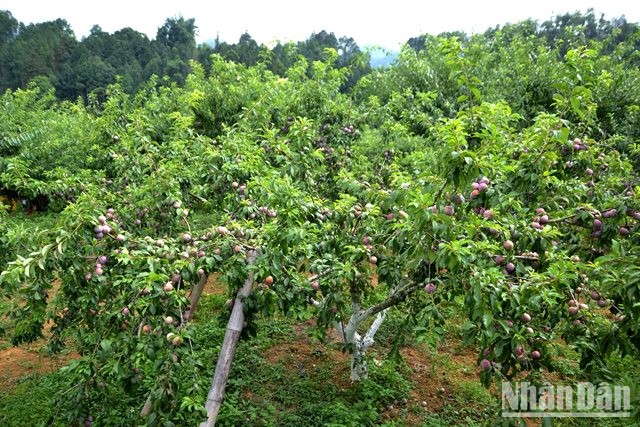 [Ảnh] Bắc Hà mùa mận Tam Hoa chín đỏ ảnh 3