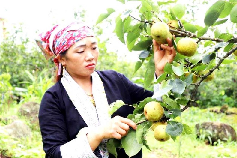 Lễ hội hái lê chín ở vùng đất “nơi con sông Hồng chảy vào đất Việt” ảnh 1