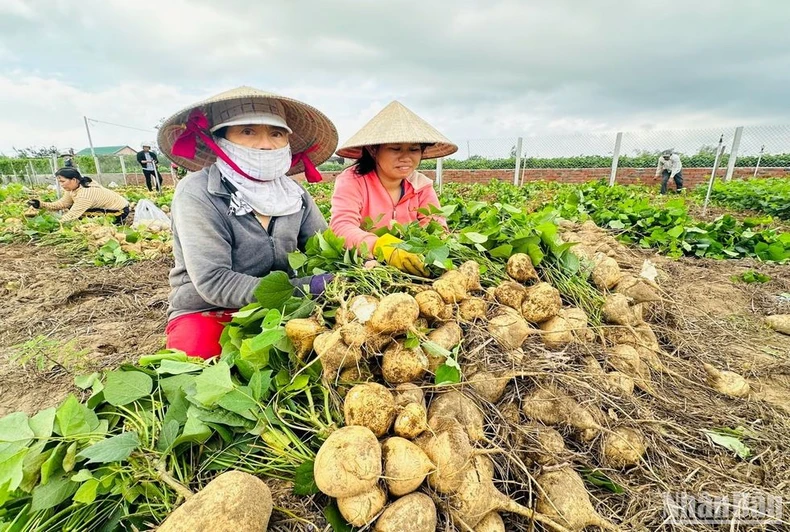 Hàng nghìn tấn củ đậu nguy cơ đổ bỏ vì ế ẩm ảnh 1