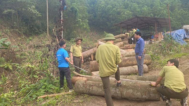 Bắc Kạn chấn chỉnh công tác quản lý, bảo vệ rừng ảnh 1