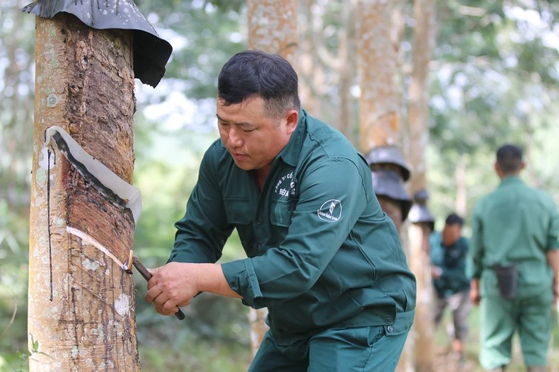 Tháo gỡ khó khăn trong chế biến, tiêu thụ sản phẩm cao-su tại khu vực miền núi phía bắc ảnh 1