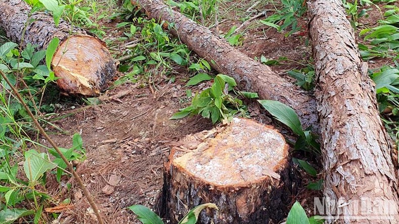 Lâm Đồng chỉ đạo khẩn trương điều tra, xử lý nghiêm vụ triệt hạ rừng thông ảnh 2
