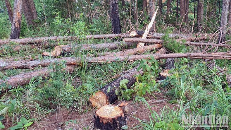 Lâm Đồng chỉ đạo khẩn trương điều tra, xử lý nghiêm vụ triệt hạ rừng thông ảnh 1