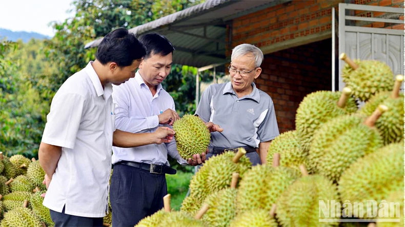 Hơn 2.465ha sầu riêng tại Lâm Đồng bị nhiễm bệnh ảnh 1