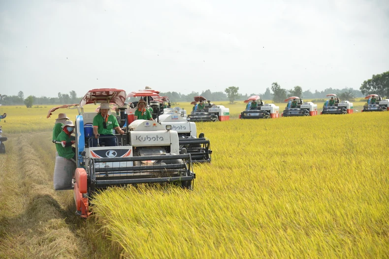 Xuất khẩu gạo năm 2023 - những “hạt ngọc