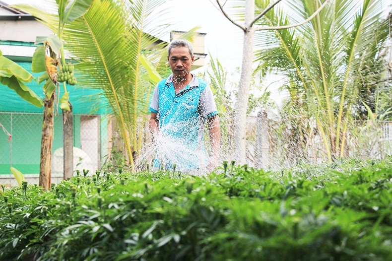 Hậu Giang: Nông dân lo thất bát mùa dưa hấu, hoa Tết vì mưa bất thường ảnh 1