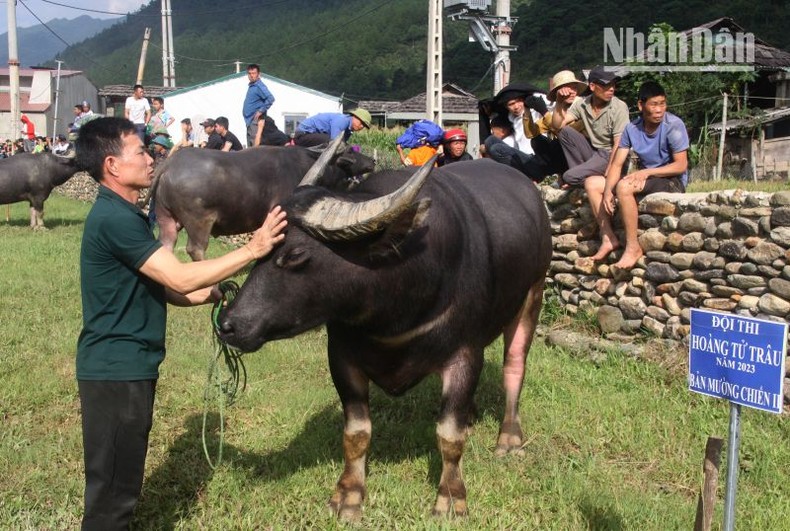 Độc đáo cuộc thi “hoàng tử trâu” ở 