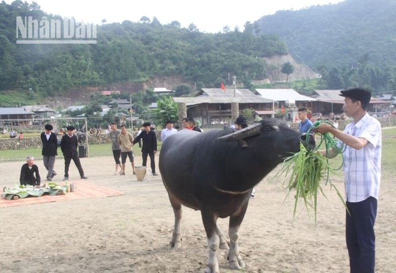 Độc đáo cuộc thi “hoàng tử trâu” ở 