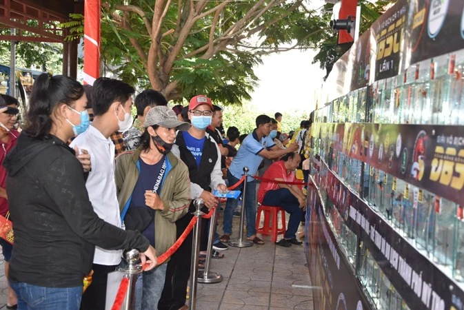 Tiền Giang: Gần 650 hồ cá tham dự giải vô địch cá bảy màu ảnh 2