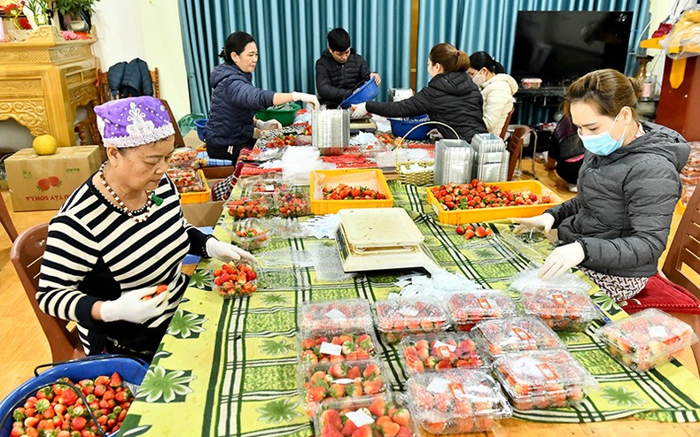 Mai Sơn, ngọt ngào mùa dâu chín ảnh 1