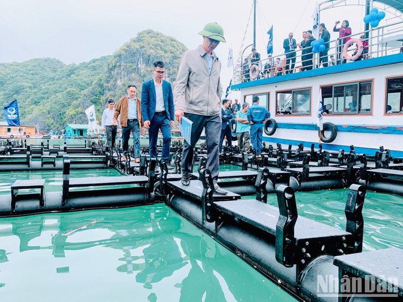 Hạ thủy cụm lồng bè nuôi trồng thủy sản kiểu mới đầu tiên trên biển Cát Bà ảnh 2