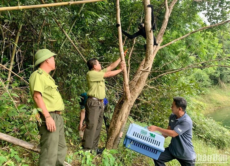  Thả 5 cá thể vượn đen má hung về Vườn quốc gia Tà Đùng tỉnh Đắk Nông ảnh 2