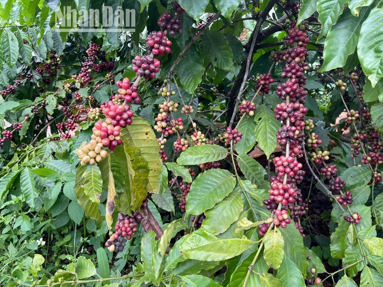 Niềm vui của người trồng cà-phê khi giá tăng cao ảnh 4