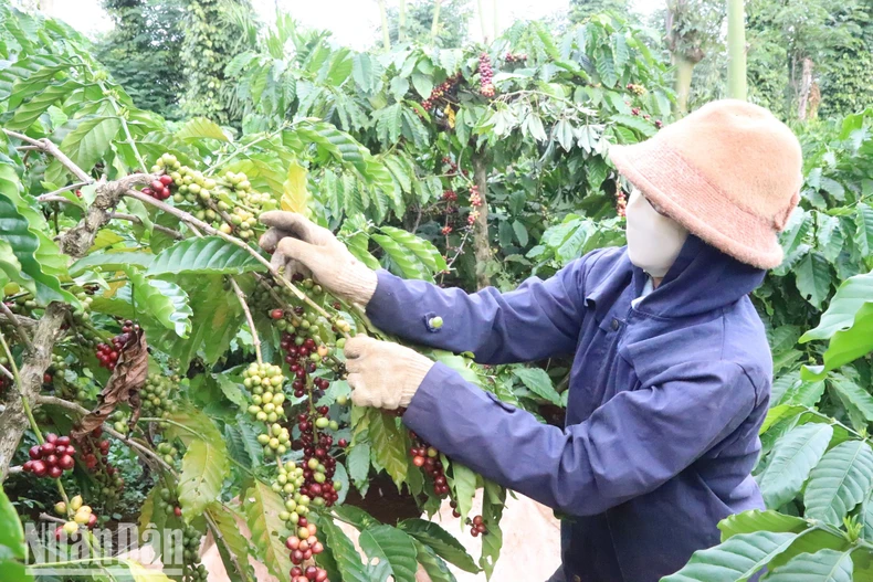 Niềm vui của người trồng cà-phê khi giá tăng cao ảnh 1