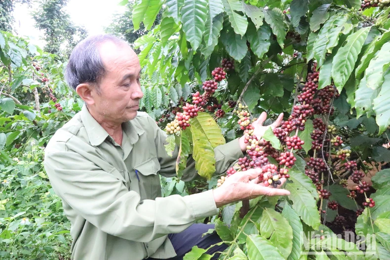 Niềm vui của người trồng cà-phê khi giá tăng cao ảnh 3