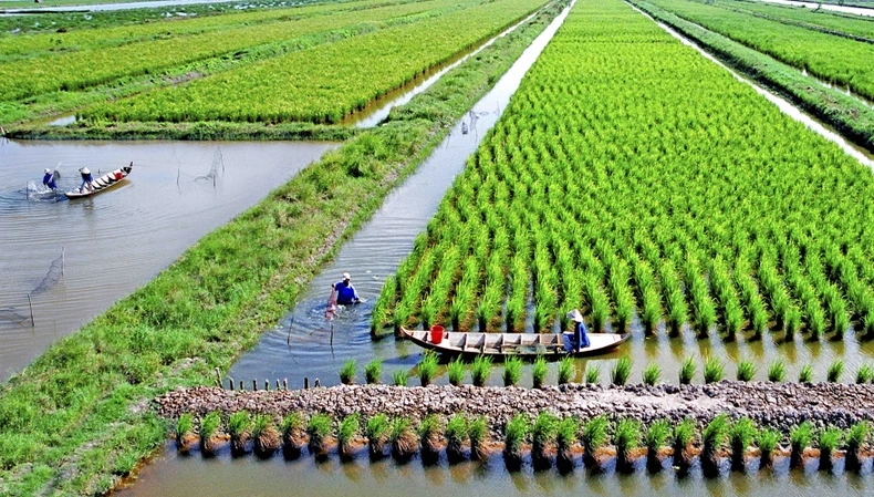 Huy động nguồn lực phát triển nông nghiệp thuận thiên vùng đồng bằng sông Cửu Long ảnh 3