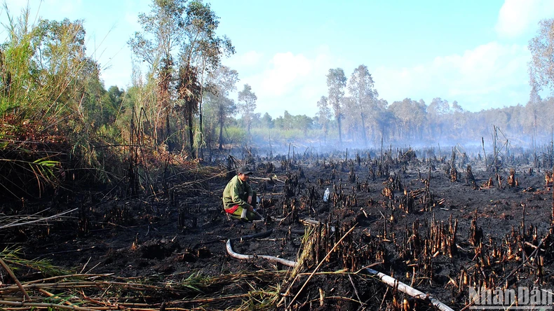 Cơ bản khống chế, dập tắt đám cháy rừng tại Cà Mau ảnh 1