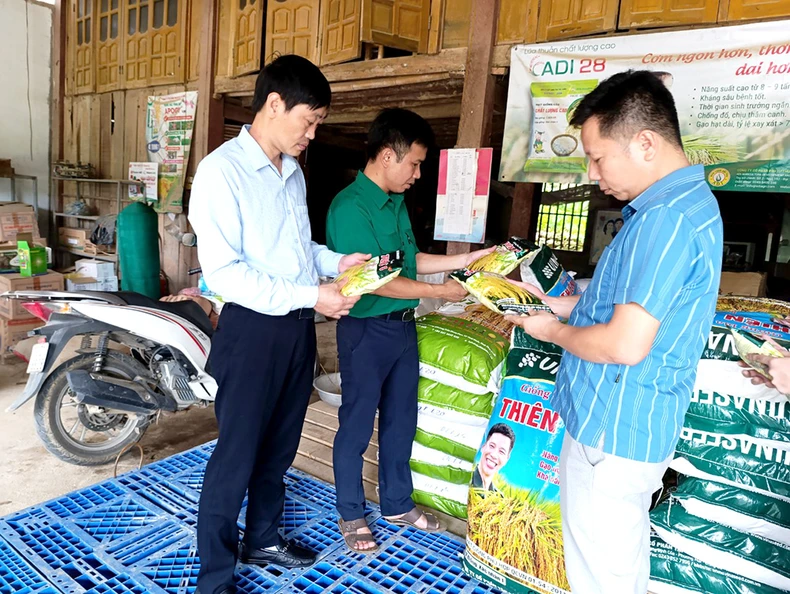 Phú Thọ: Lúa trổ bông nhưng không có hạt ảnh 1