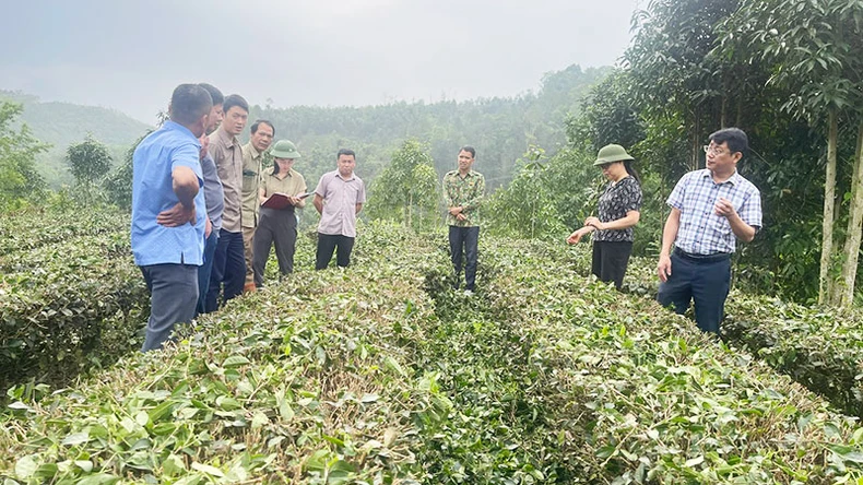 Đưa công tác giám sát đi vào chiều sâu ảnh 1