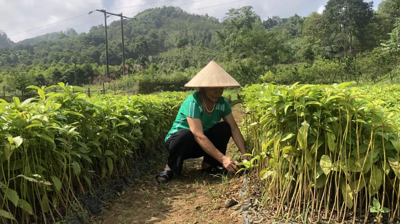 Tập trung phát triển lâm nghiệp bền vững ảnh 1