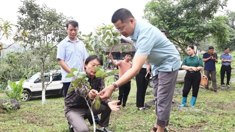 Bắc Kạn phát triển kinh tế nông nghiệp theo chuỗi giá trị ảnh 1