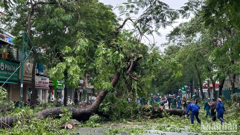 Hơn 25.000 cây xanh ở Thủ đô Hà Nội bị gãy đổ do cơn bão số 3 ảnh 2