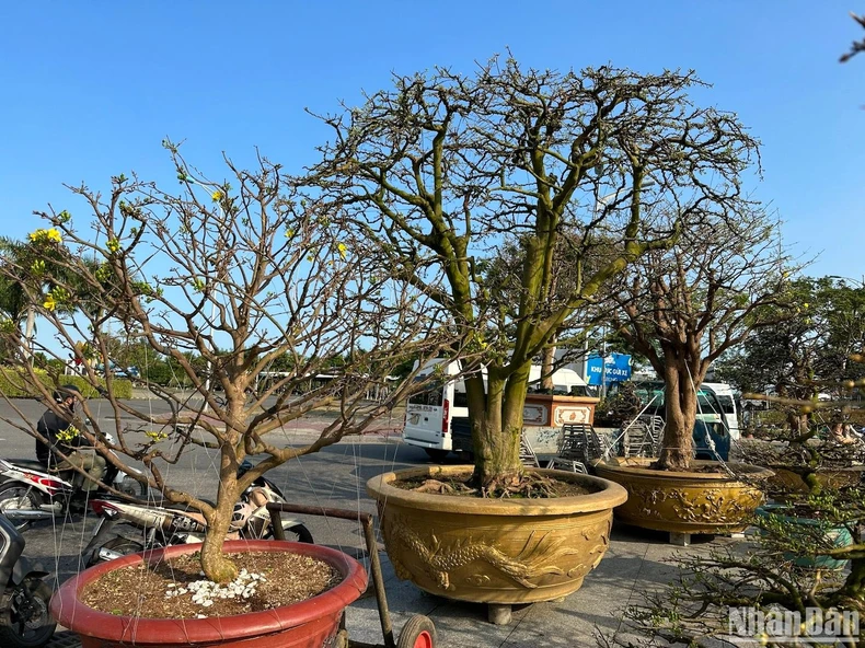 View - Ngắm cây mai hơn 150 năm tuổi tại Chợ hoa Tết Đà Nẵng
