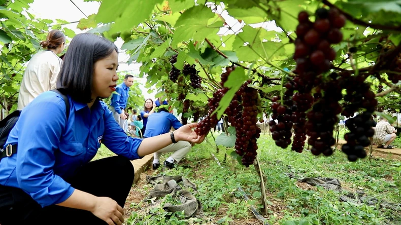 Hấp dẫn với du lịch trải nghiệm vườn nho ở Hòa Bình ảnh 1