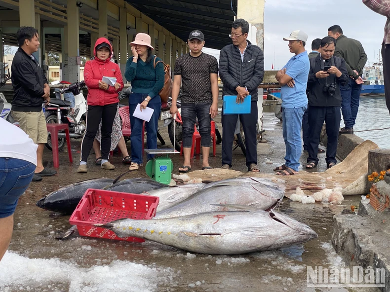 Ngư dân Phú Yên trúng đậm cá ngừ đại dương trong chuyến biển xuyên Tết ảnh 3