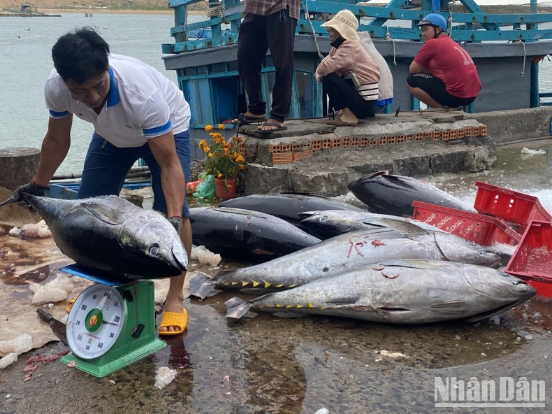 Ngư dân Phú Yên trúng đậm cá ngừ đại dương trong chuyến biển xuyên Tết ảnh 2
