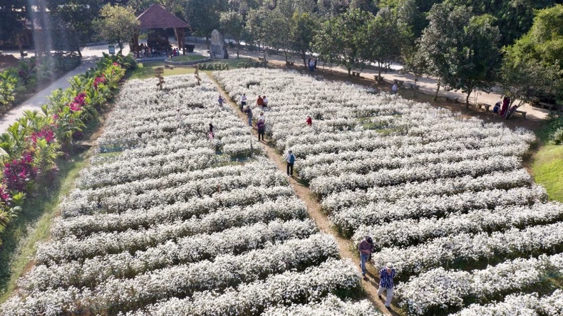 Mùa hoa cúc họa mi hấp dẫn du khách tại Ninh Bình ảnh 6