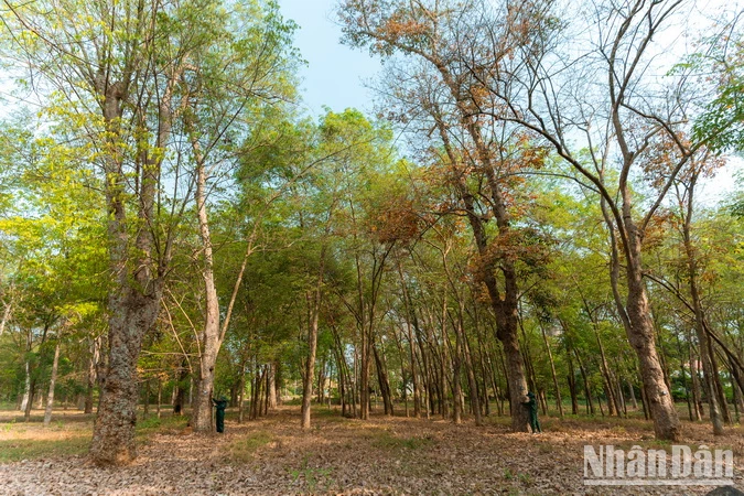  Chiêm ngưỡng vẻ đẹp rừng cao-su 100 tuổi ở Đồng Nai ảnh 3