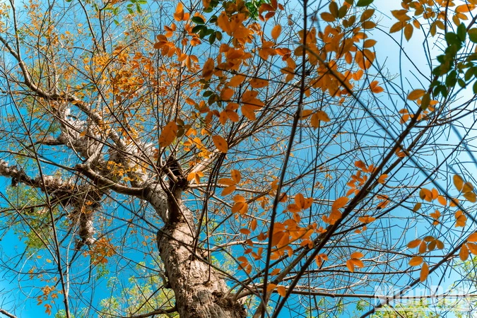  Chiêm ngưỡng vẻ đẹp rừng cao-su 100 tuổi ở Đồng Nai ảnh 10