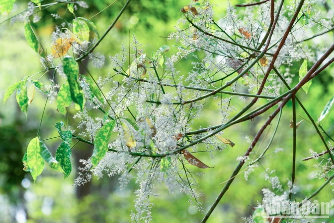 View -  Chiêm ngưỡng vẻ đẹp rừng cao-su 100 tuổi ở Đồng Nai