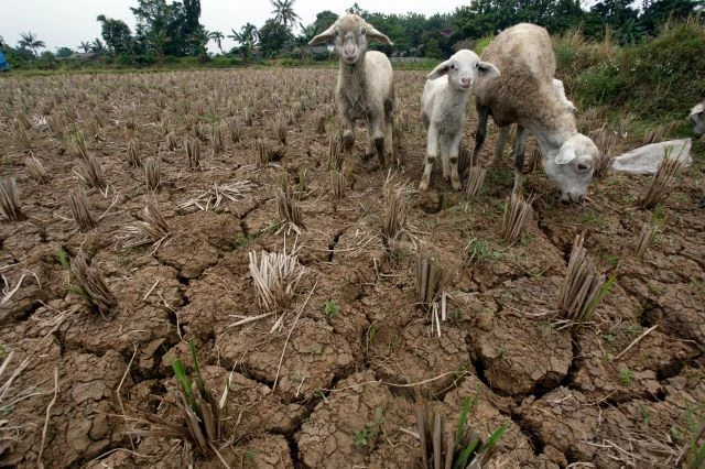 Ảnh hưởng của El Nino khiến giá gạo tăng cao ở Indonesia ảnh 1