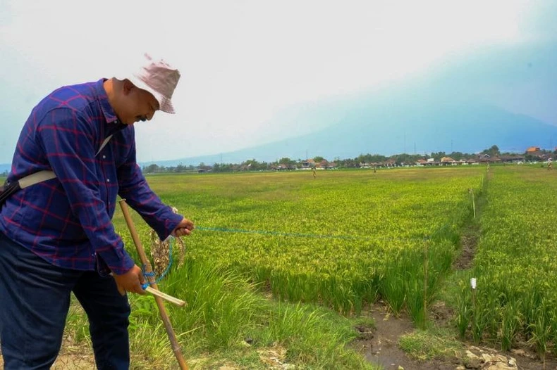 Ảnh hưởng của El Nino khiến giá gạo tăng cao ở Indonesia ảnh 2