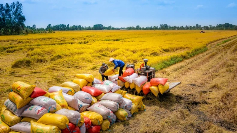 Xuất khẩu gạo sang Trung Quốc cần làm gì để lấy lại đà tăng trưởng? ảnh 2