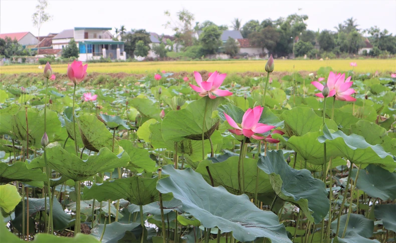 [Ảnh] Hoa sen rực nở, tỏa hương trên quê hương Bác Hồ ảnh 4