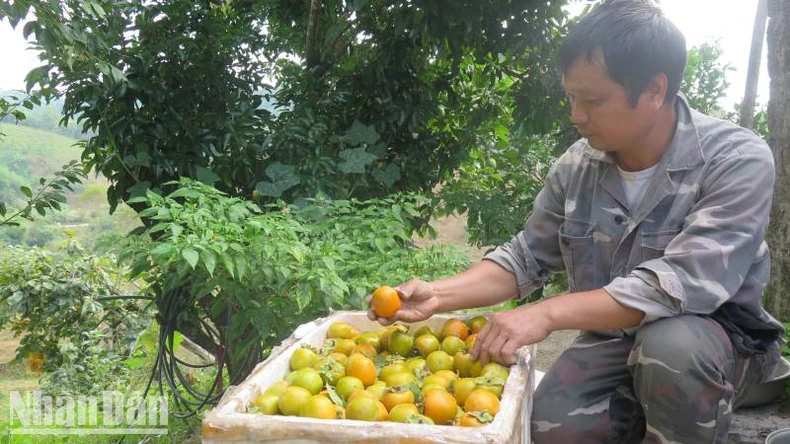 Nhiều giải pháp để hồng Vành khuyên ở Lạng Sơn vươn xa ảnh 2