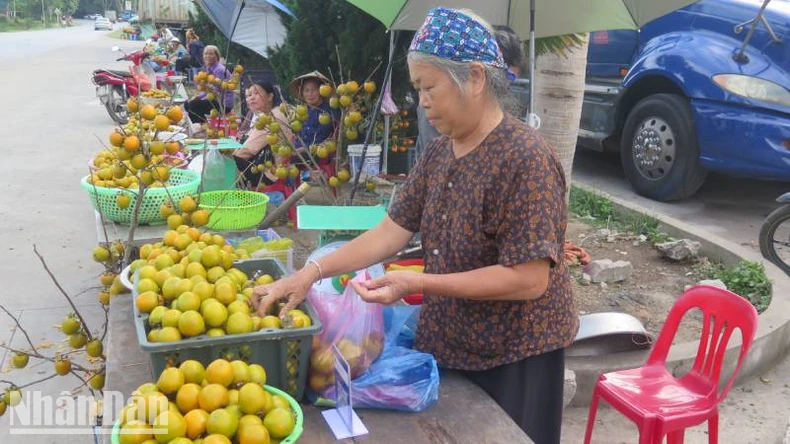 Nhiều giải pháp để hồng Vành khuyên ở Lạng Sơn vươn xa ảnh 3