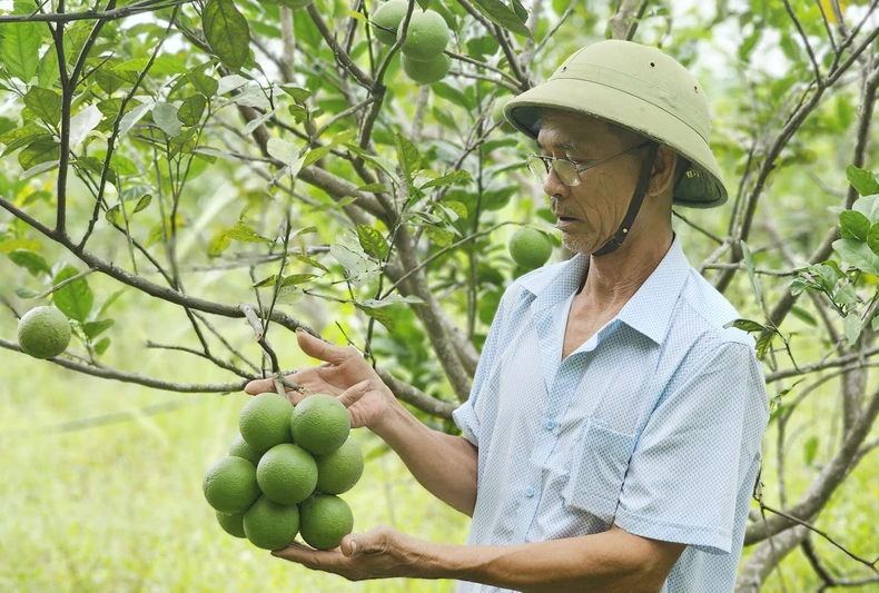 Tạo sinh kế, giúp dân giảm nghèo bền vững ảnh 1