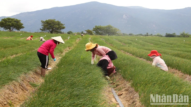 Ninh Thuận nhộn nhịp mùa nông sản phục vụ Tết ảnh 1