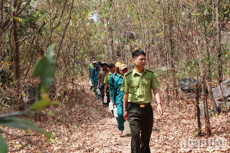 Ninh Thuận chủ động phòng, chống cháy rừng mùa khô ảnh 4