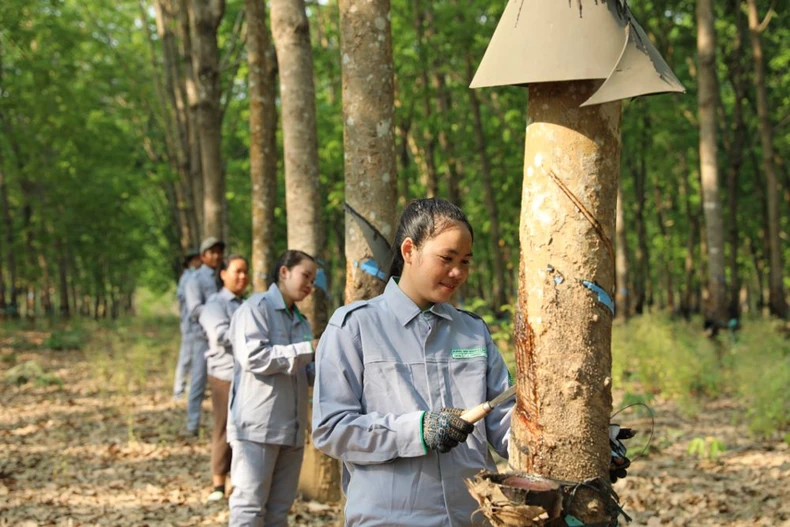 THACO AGRI hướng tới mô hình phát triển nông nghiệp bền vững ảnh 2