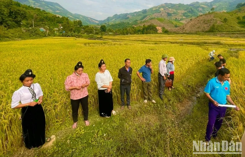 Mô hình hỗ trợ phát triển sản xuất giúp đồng bào dân tộc thiểu số nâng cao thu nhập, cải thiện đời sống ảnh 1