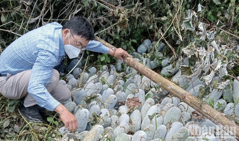 Mô hình hỗ trợ phát triển sản xuất giúp đồng bào dân tộc thiểu số nâng cao thu nhập, cải thiện đời sống ảnh 2